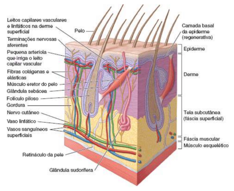 As várias camadas da pele e outras estruturas (MOORE, DALEY e AGUR, 2014).