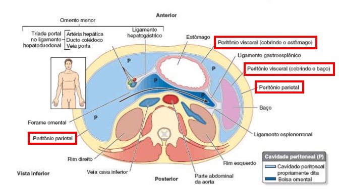 Exemplo de peritônio dos órgãos abdominais (MOORE, DALEY e AGUR, 2014).