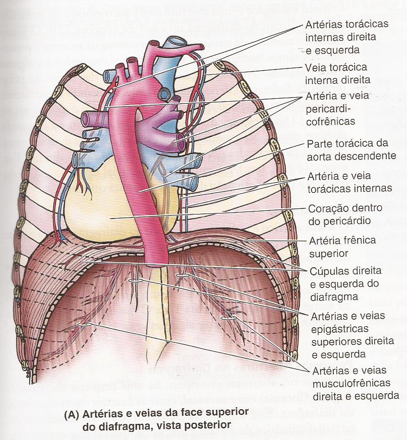 Visão posterior do tórax, sendo possível visualizar a divisão que o diafragma faz entre o tórax e o abdome