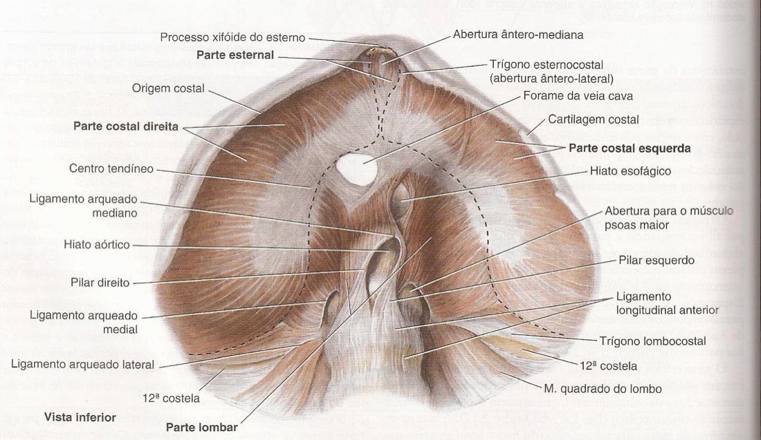 Aqui, em uma vista inferior do diafragma, é possível visualizar o forame da veia cava, os hiatos aórtico e esofágico e os ligamentos arqueados mediano, medial e lateral.