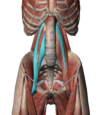 Uma vista anterior da região abdominal onde é possível visualizar em azul do lado esquerdo, o músculo psoas maior e do direito, o menor.