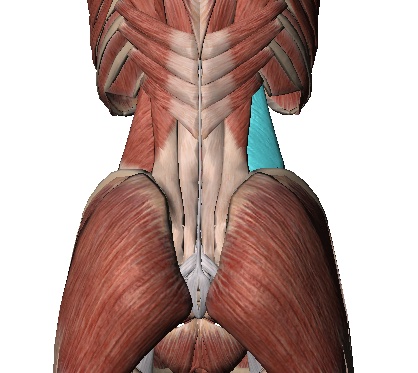 Em uma visão posterior da região lombar, destaca-se em azul, o músculo quadrado lombar.