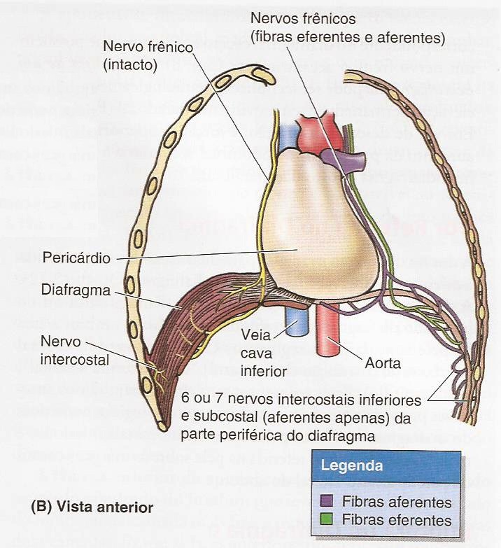 Vista anterior do tórax e a passagem dos nervos frênicos até o diafragma.