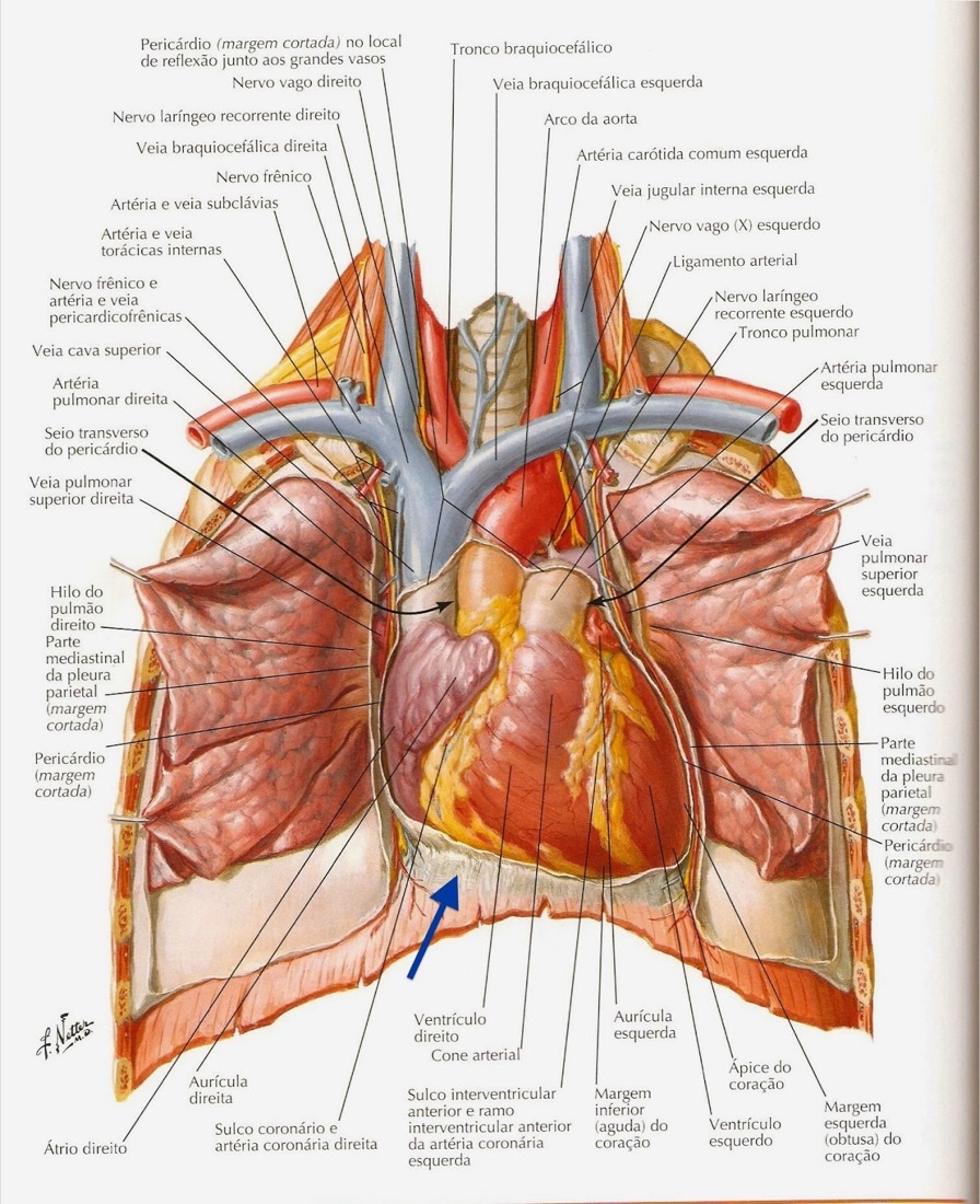 Relação do diafragma do coração. Em destaque na seta azul, o ligamento frênico-pericárdico que liga o diafragma ao pericárdio fibroso.