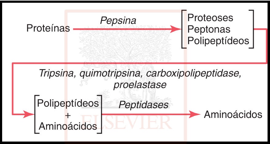 Esquema da digestão de proteínas. Extraído de: Guyton & Hall, 2011.