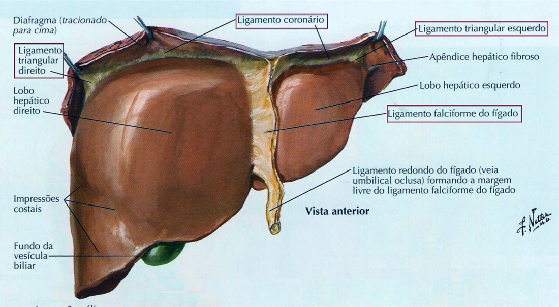 O fígado. Observe os destaques feitos na figura. Estes são os ligamentos que conectam o fígado ao diafragma. Extraído de: Netter, 2011.
