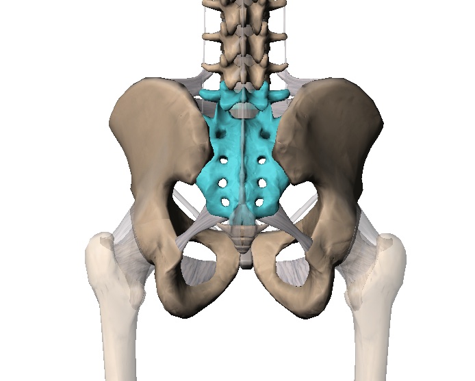 Em azul, a coluna lombo-sacral