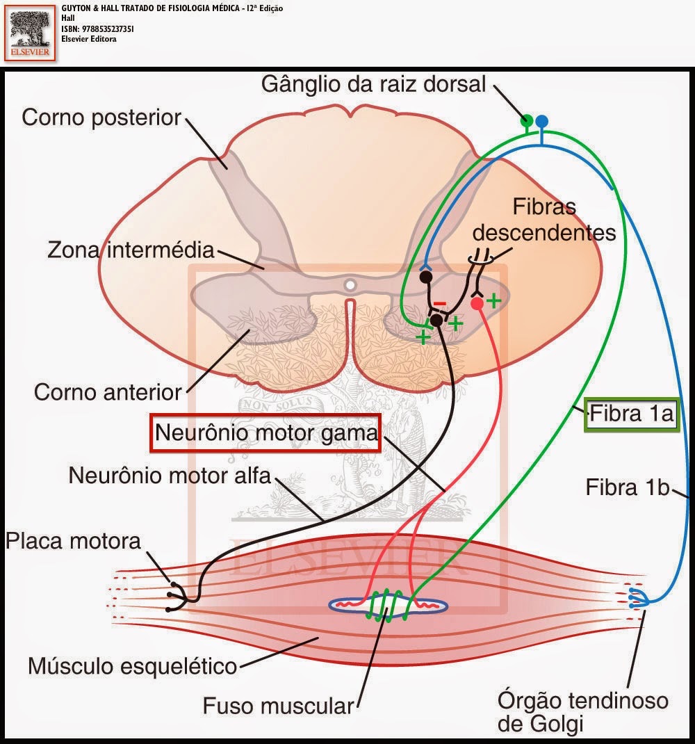 Ilustração do artigo: As manipulações da osteopatia colocam a vértebra no lugar?