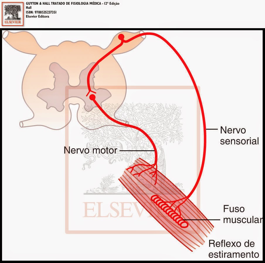 Esquema do reflexo de estiramento que já foi explicado na figura anterior.