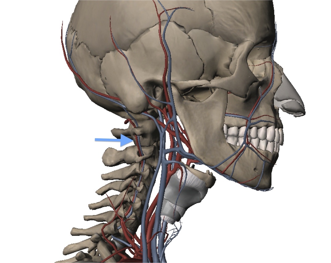 Vista lateral da coluna cervical. Em destaque na seta azul, a artéria vertebral.