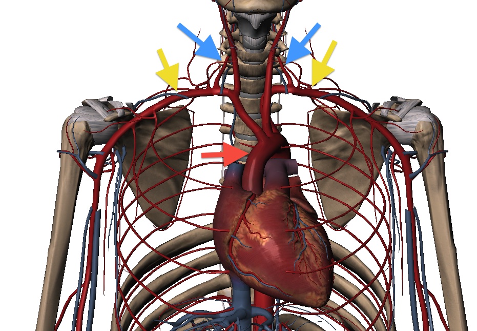 Vista anterior do corpo sendo possível visualizar o coração e seus vasos. Na seta laranja, é destacada a artéria aorta. Nas amarelas, as subclávias e nas azuis, as vertebrais.