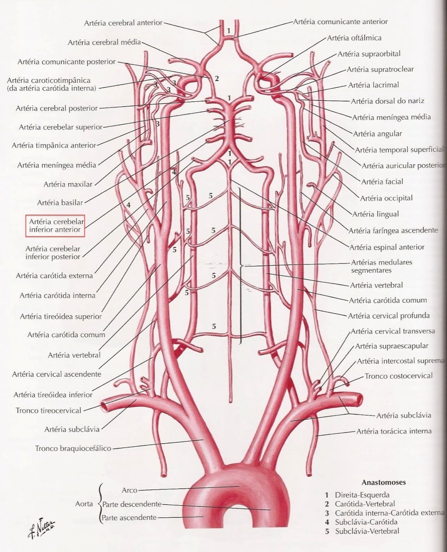 Trajeto da artéria vertebral desde a origem na aorta, passando pela subclávia.