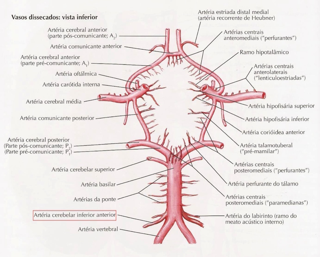 Ilustração do artigo: Conceitos osteopáticos e vertigens de origem cervical