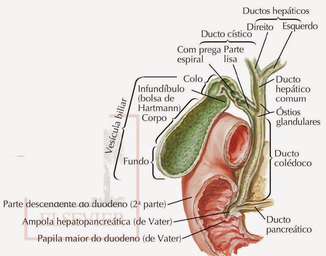 Ductos biliares