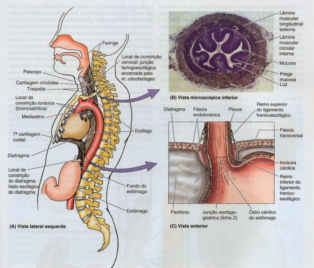 Destaque das estruturas anatômicas descritas acima. Observe o ligamento frenicoesofágico à direita inferiormente.