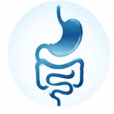 Ilustração do estômago e intestinos